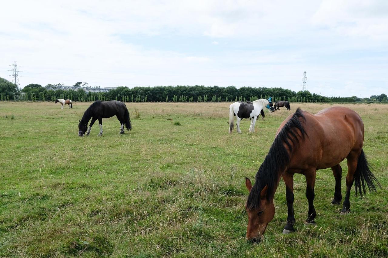 Willowbrook Riding Centre Чичестър Екстериор снимка